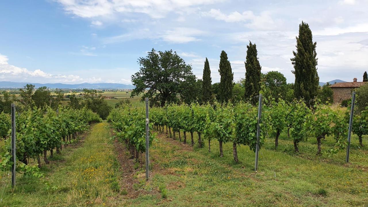 Vacanze Sant Andrea Paciano Bagian luar foto